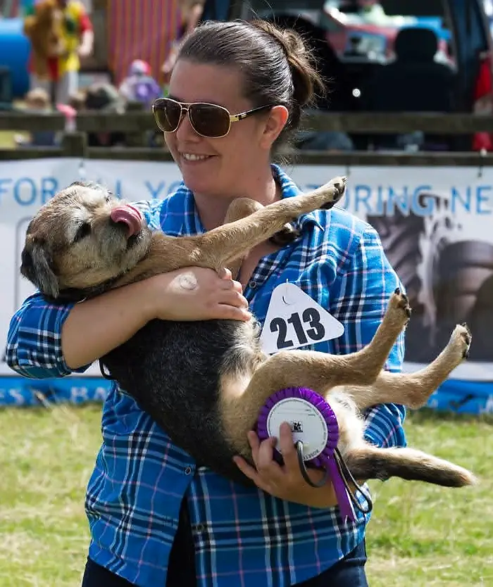 Adele, Saddleworth hand-stripping groomer, holding a Border Terrier with a purple rosette at a dog show