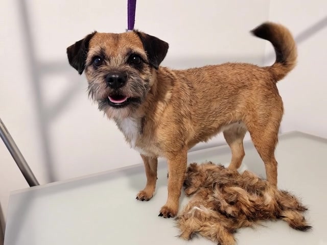 Wire-coated terrier after a gentle hand strip by Adele
