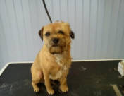Border Terrier part-way through stripping