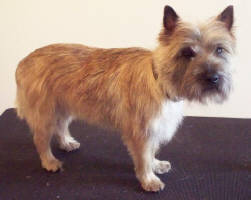 Hand-stripped Cairn Terrier