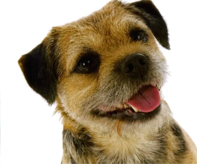 Happy Border Terrier headshot, hand-stripped in Saddleworth
