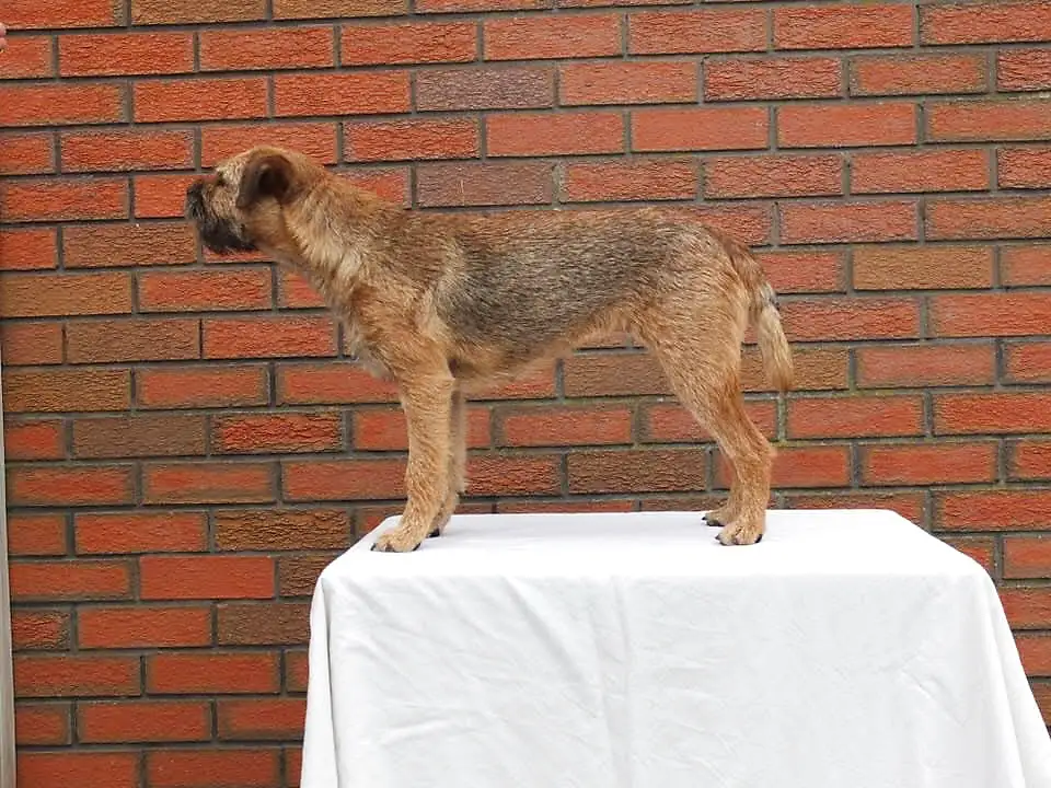 Border Terrier stacked in show stance after hand stripping