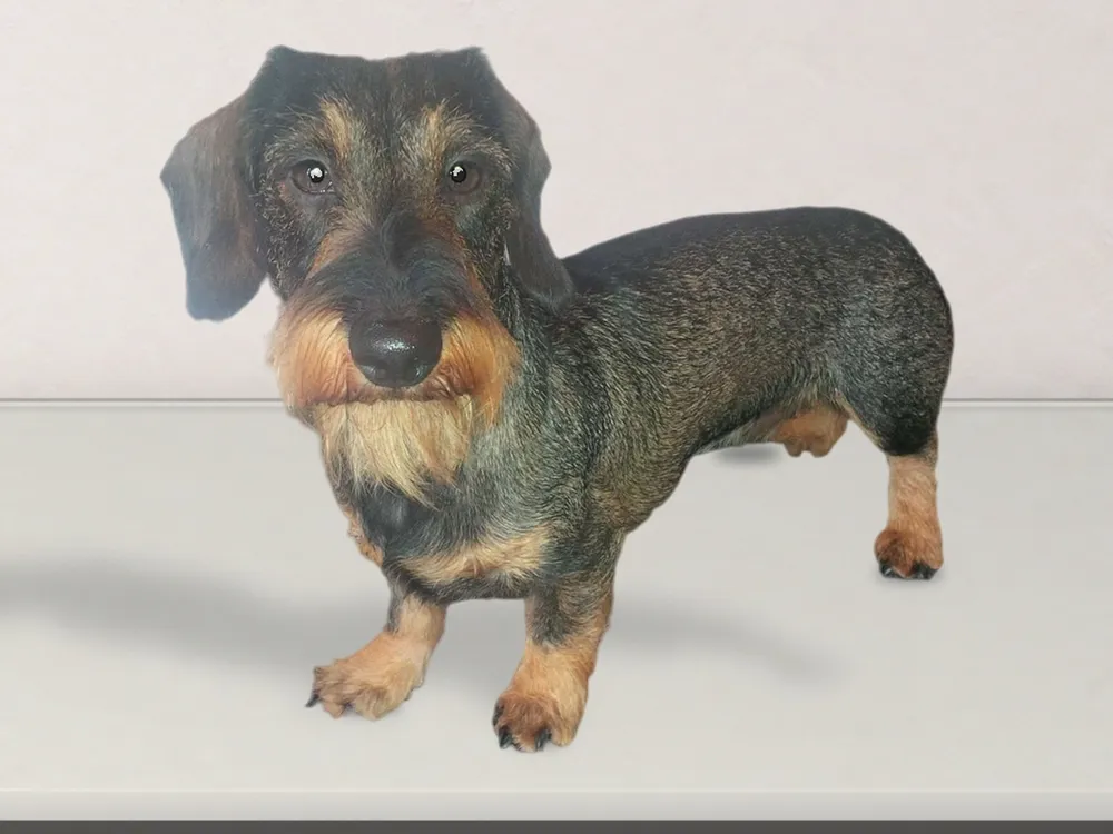 Wire-haired Dachshund after a hand strip, Saddleworth