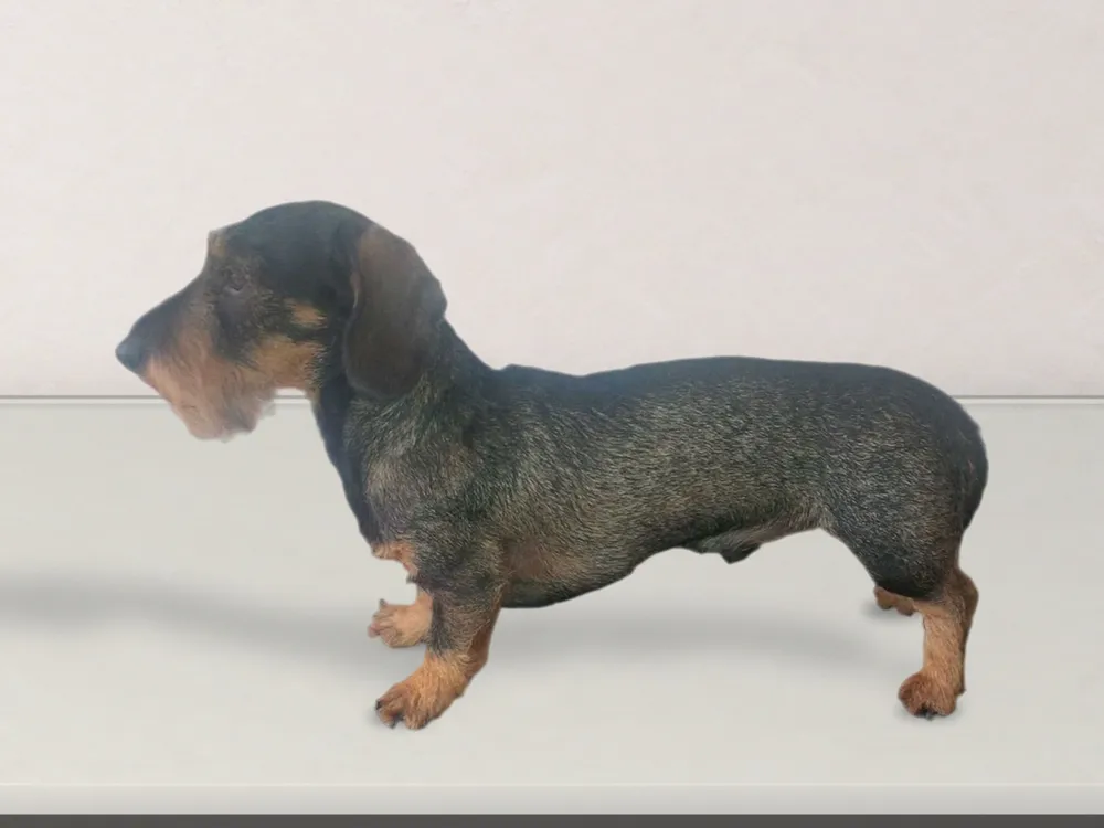 Wire-haired Dachshund in profile, freshly hand-stripped coat
