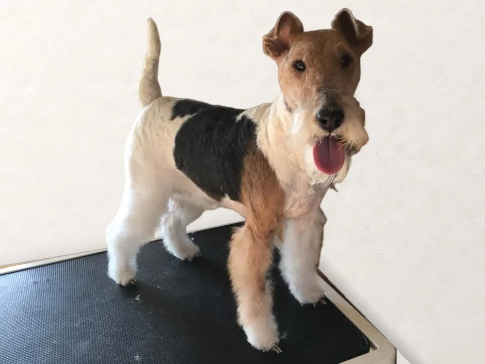 Wire Fox Terrier after hand stripping, Saddleworth