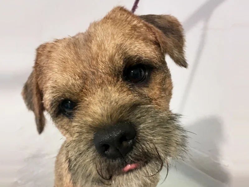 The same Border Terrier after hand stripping, close-up of a tidy, neat face and coat