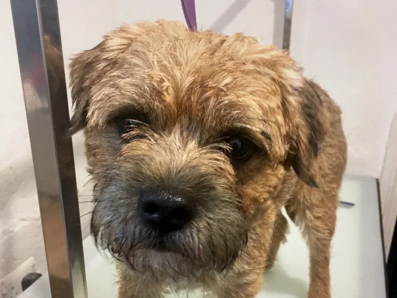 Border Terrier before grooming, wet with a scruffy, overgrown coat