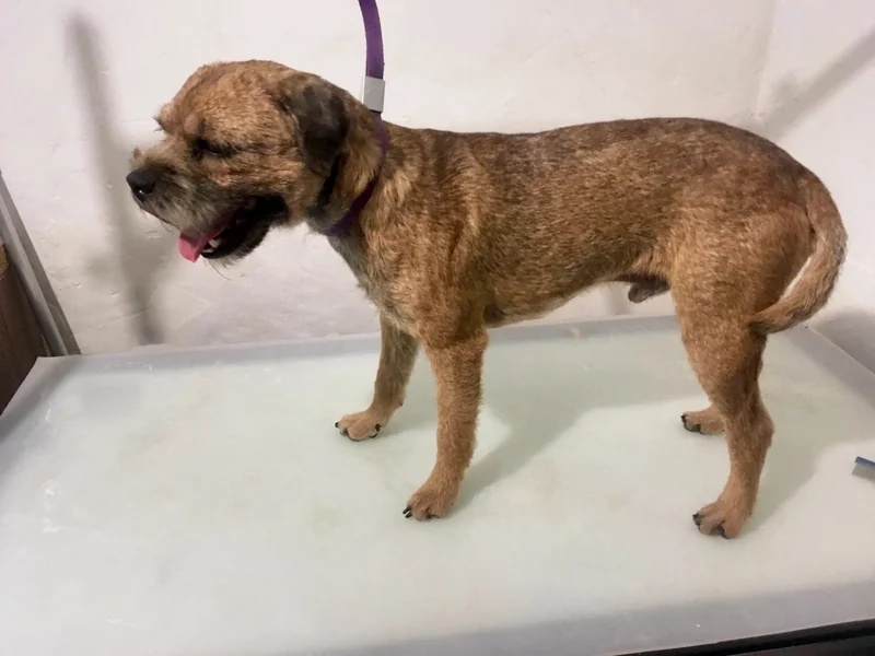 The same Border Terrier side-on after hand stripping, with a short, smooth, tidy coat