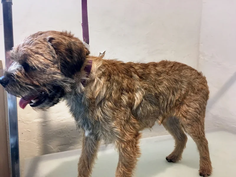 Border Terrier side-on before grooming, with a thick, shaggy, untidy coat