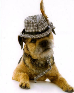 Parker, Adele’s Border Terrier, in his hand-stripped show coat