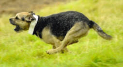 Parker the Border Terrier at full speed, terrier racing