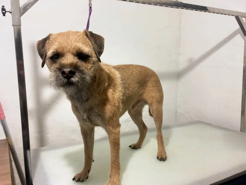 The same terrier after hand stripping, with a neat, tight wire coat