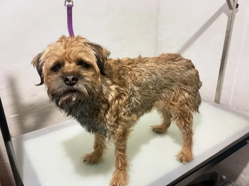 Wire-coated terrier before grooming, with a long, shaggy, overgrown coat