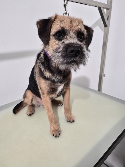 Freshly hand-stripped Border Terrier standing on the grooming table at Deli’s Ark, Saddleworth